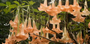 Angel's Trumpet Plant Care | Living Color Garden Center