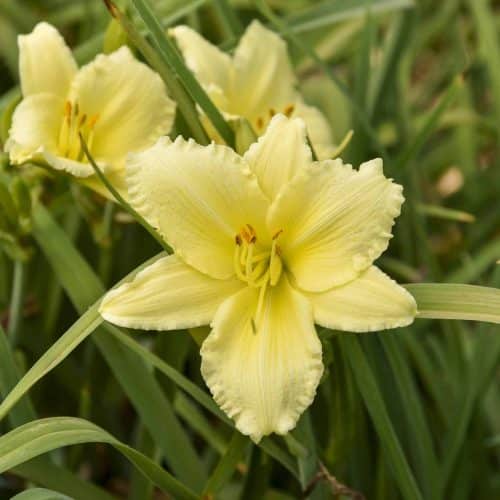 Daylily - Hemerocallis, Yellow Varieties - Longfellow's Garden Center