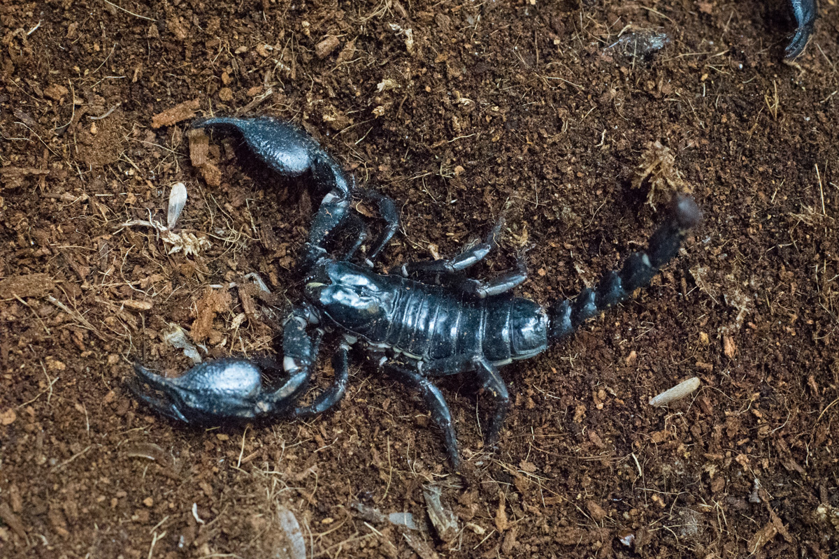 アジアンフォレストスコーピオンの販売ページ – マシュマロパンダ