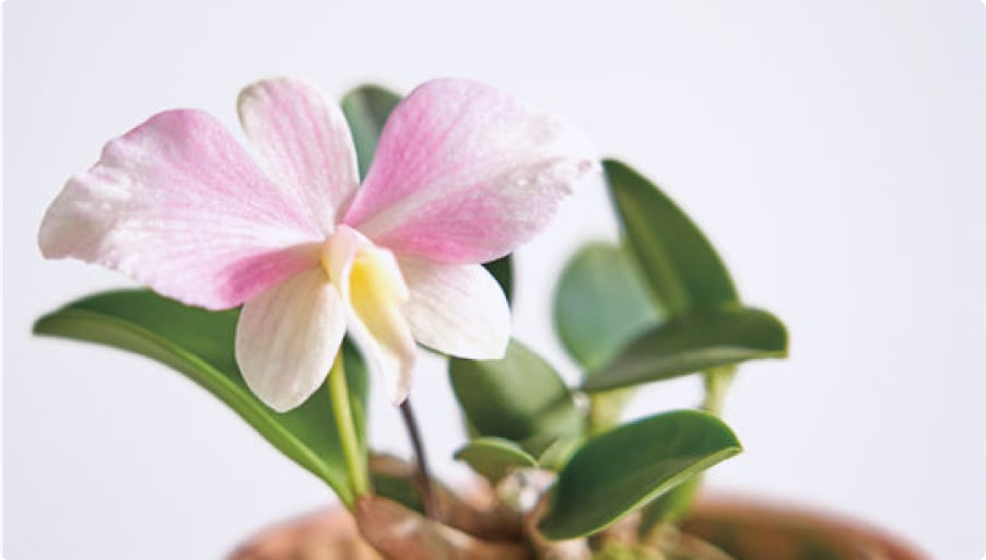 ラン | 植物図鑑 | LOVEGREEN(ラブグリーン)