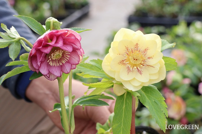 横山園芸さんに聞いた！ クリスマスローズの色々な咲き方とおすすめ