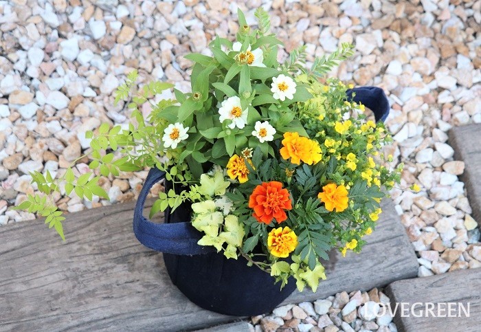 7月の寄せ植えにおすすめの花12選 | LOVEGREEN(ラブグリーン)