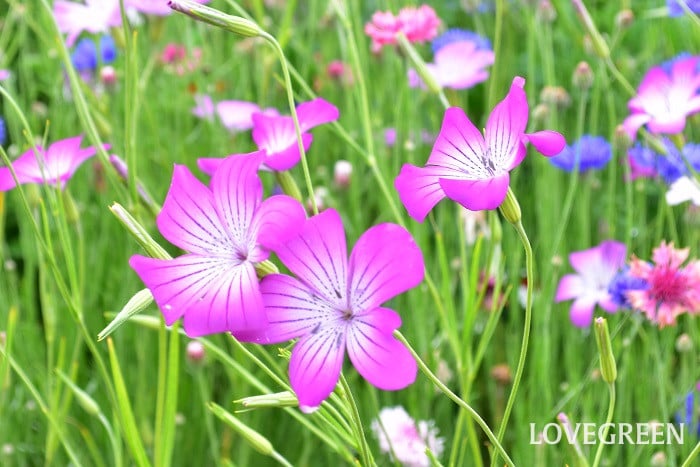 アグロステンマの育て方・栽培方法 | LOVEGREEN(ラブグリーン)