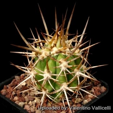 Trichocereus chilensis var. borealis