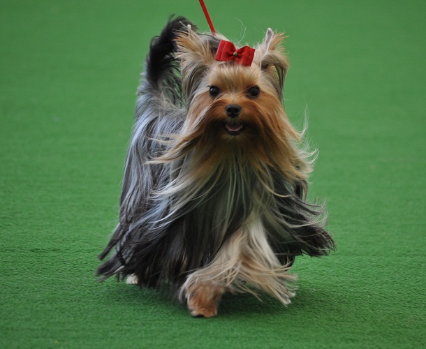 JKCチャンピオン ププ | ヨークシャーテリア専門ブリーダー マミーハガクレ