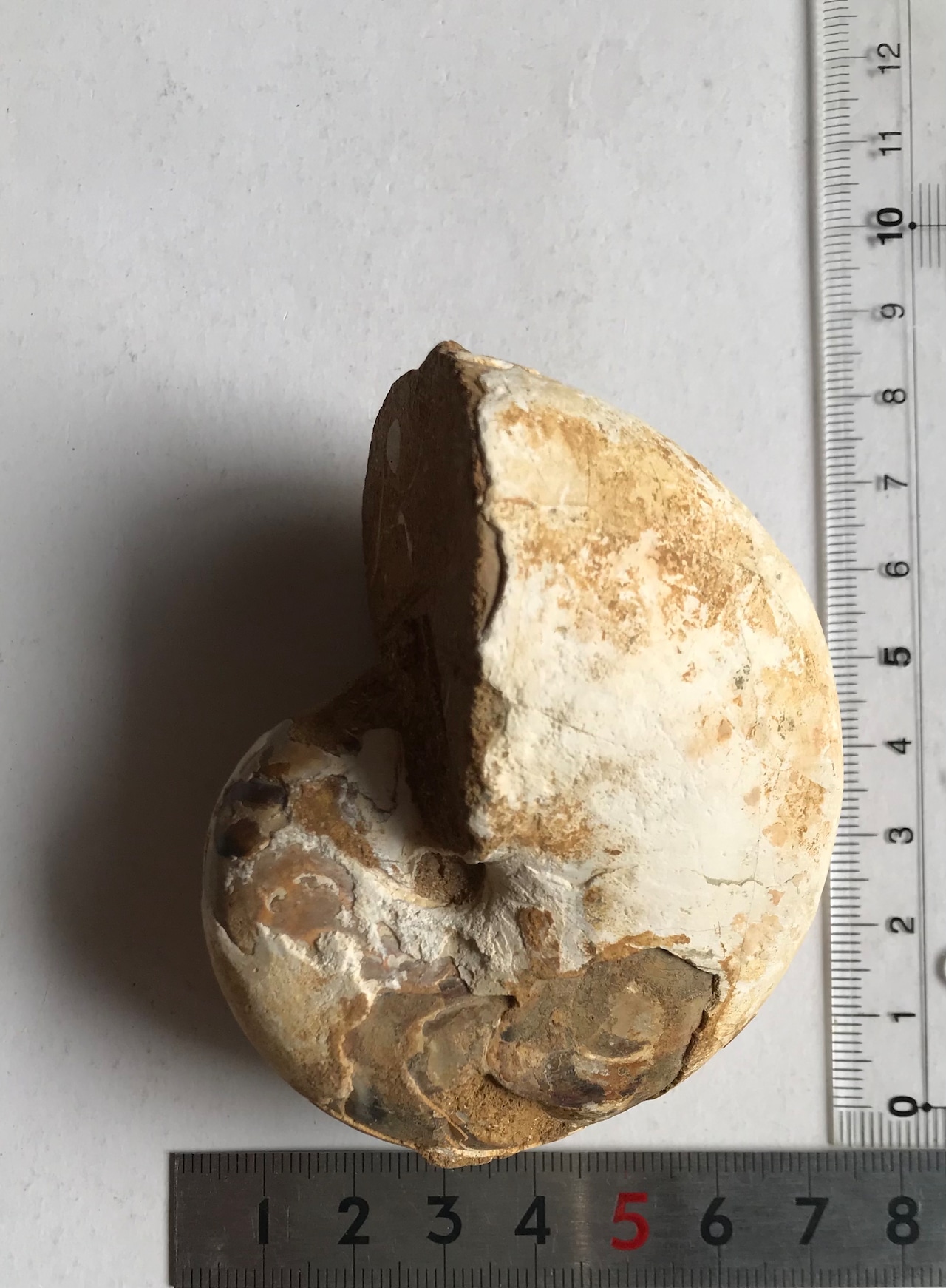 マダガスカル産オウムガイノーチラス・アンモナイト化石 未研磨個体 中