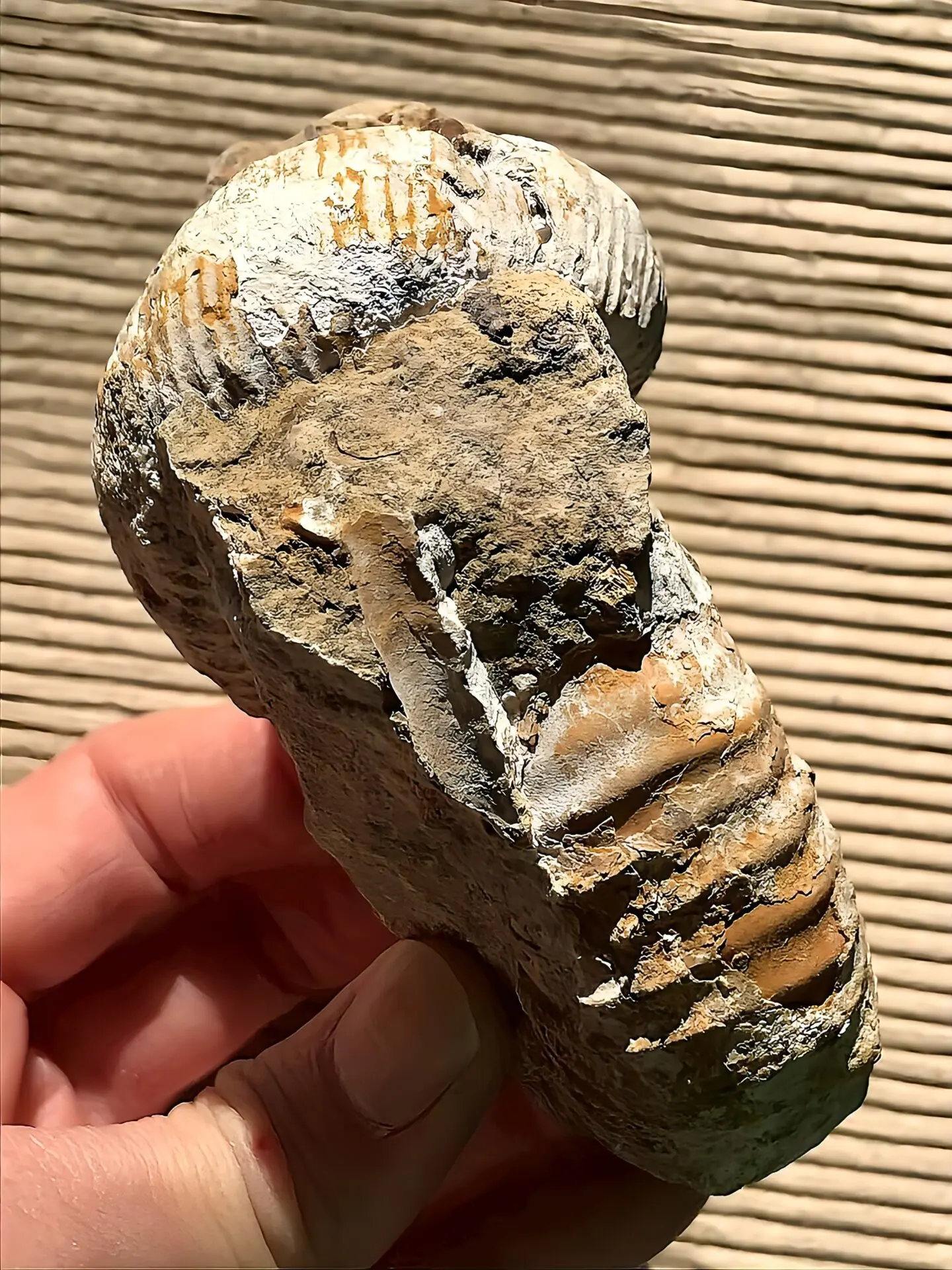 マダガスカル産 アンモナイト化石（ノストセラス）母岩つき 稀少 | 虹