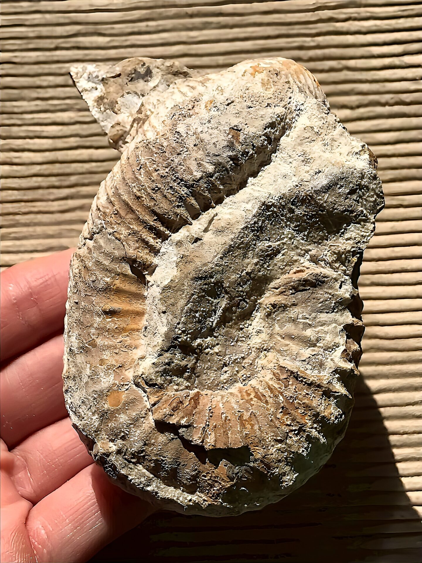 マダガスカル産 アンモナイト化石（ノストセラス）母岩つき 稀少 | 虹