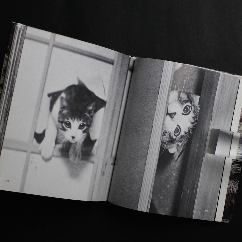 サスケ！！ いとしき猫よ（First Printing） - 深瀬 昌久 / Masahisa