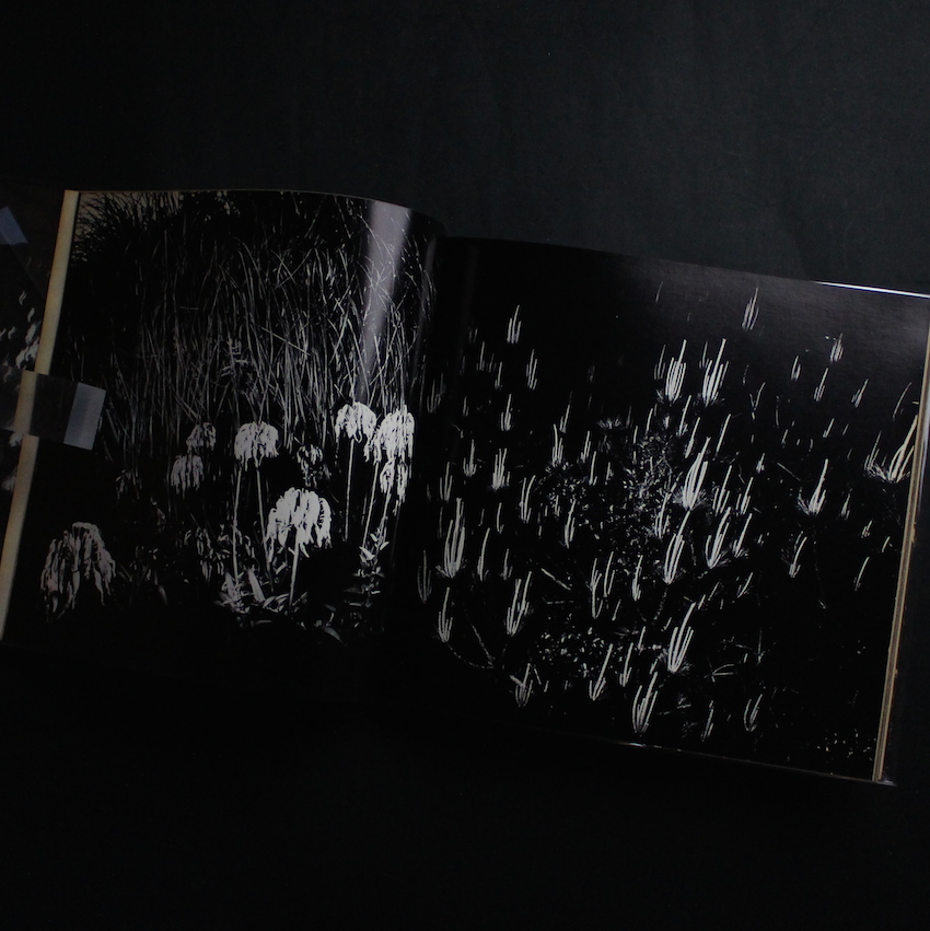 植物に（Singed） - 山村 雅昭 / Gasho Yamamura