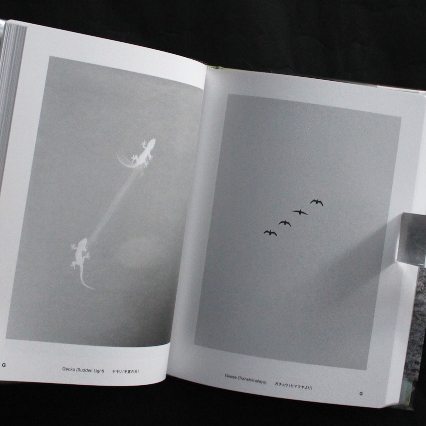 Jochen Lempert Field Guide - Jochen Lempert