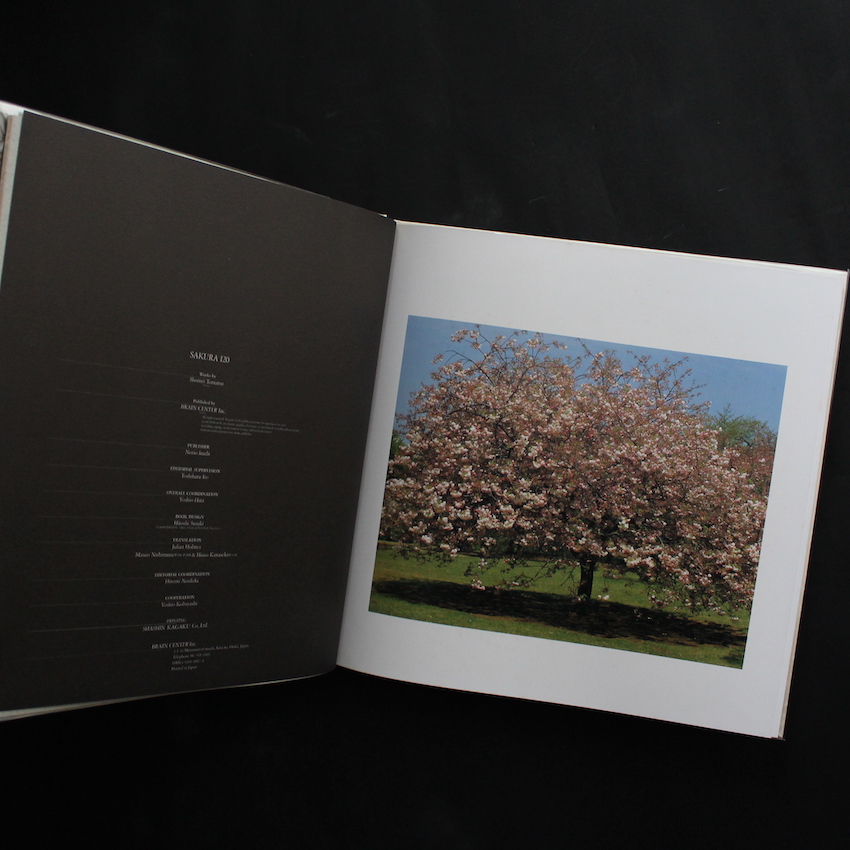 さくら 桜 サクラ 120 - 東松 照明 / Shomei Tomatsu