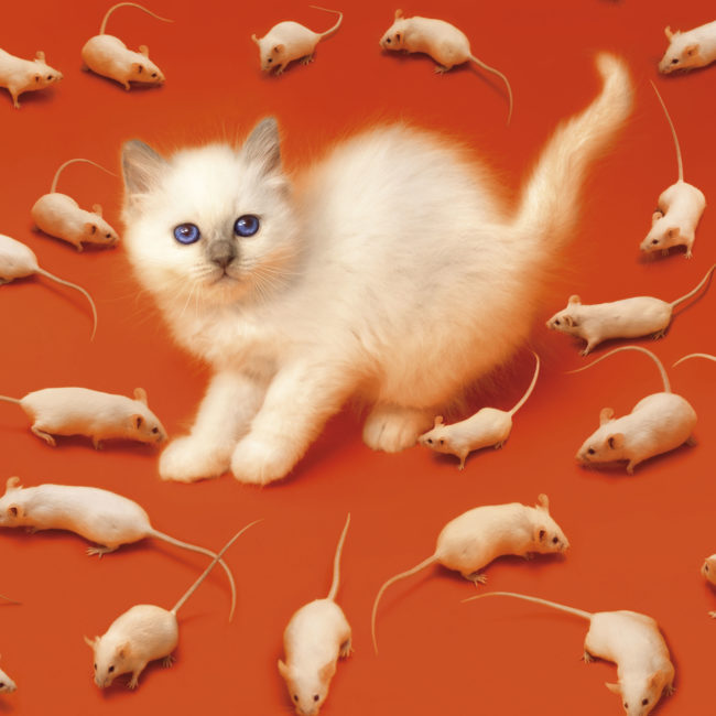 TOILETPAPER Magazine | Maison Kitsuné