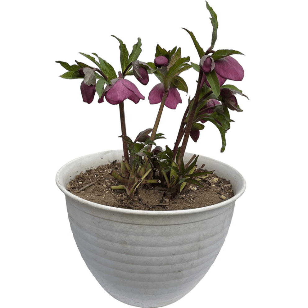 花のギフト社 クリスマスローズ 紫 花鉢 花 ギフト 鉢植え 誕生日 お花