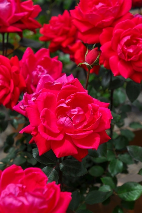 バラ苗【中苗】ダブルノックアウト 国産苗 6号鉢植え品［農林水産省