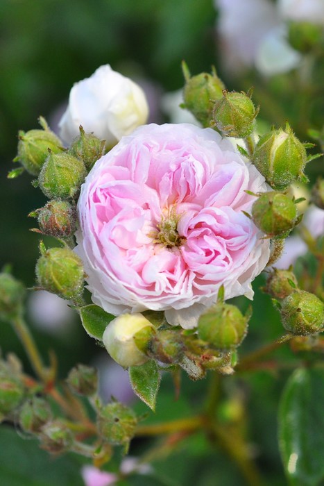 バラ苗【中苗】ローラーダボー 国産苗 6号鉢植え品《J-CL10》 | すべて