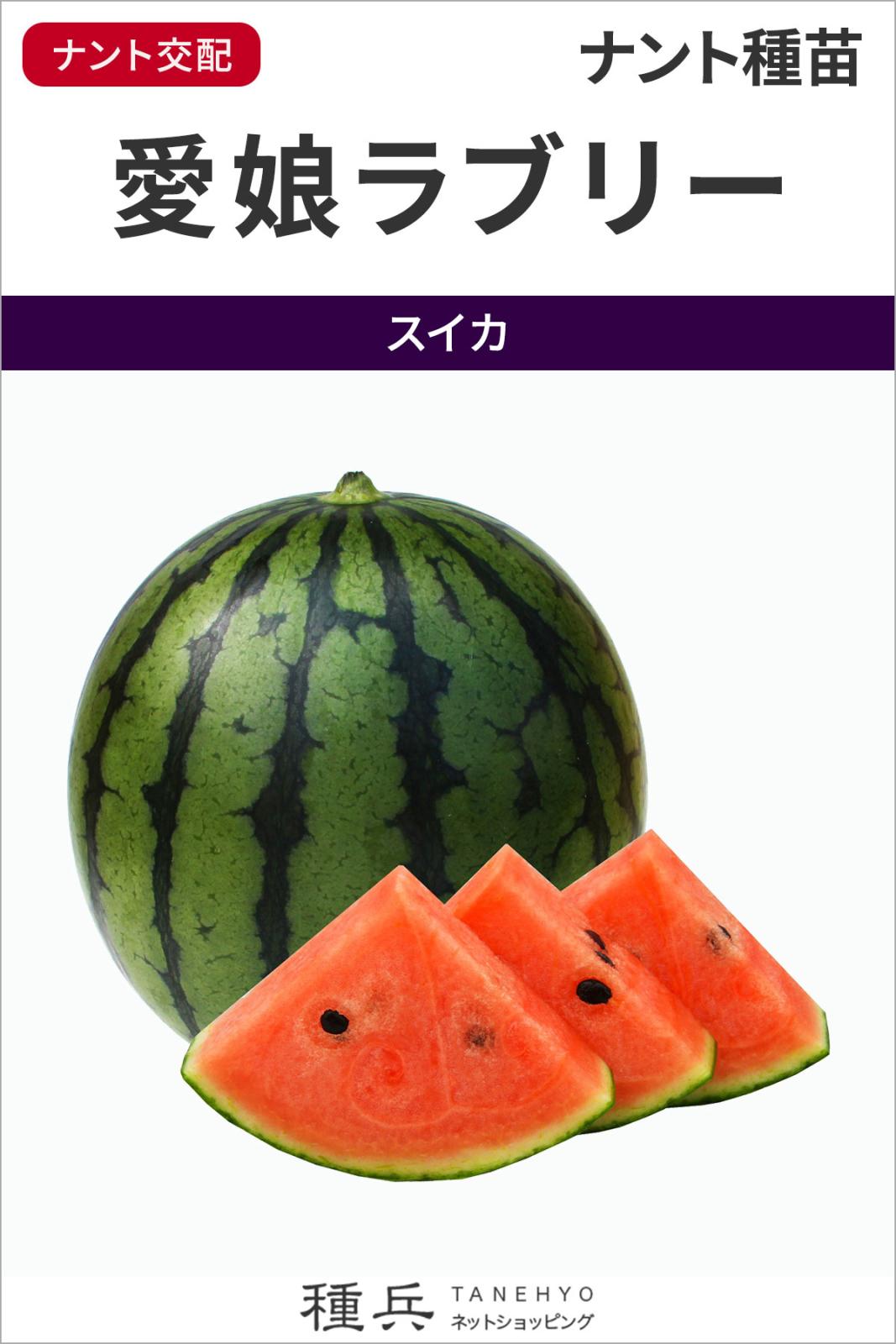 大玉スイカ 種 『愛娘ラブリー』 ナント種苗 | たね,果菜の種,スイカ