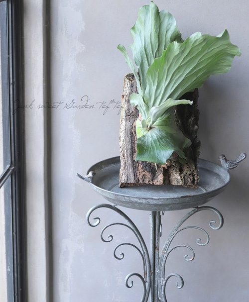 観葉植物】 プラティセリウム 『エレファントティス』 ビカクシダ