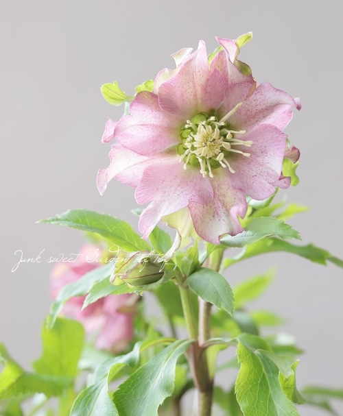 花郷園】 クリスマスローズ 『パピエ』 【No.69】 | すべての商品