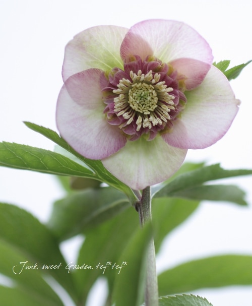 4655 整形オフホワイトセミダブルクリスマスローズ　開花株 園芸ネット本店｜杉光園芸さんのクリスマスローズ：セミダブル24-07