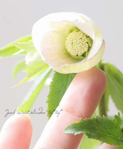 大和園】 クリスマスローズ 『スポットシングル (フレックルキス交配