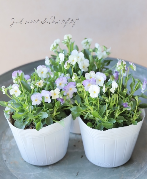 ○ビオラ・ビオレッタ 『ブルーハワイ』 | すべての商品 | | Junk