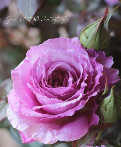 バラ苗 『アワーラストサマー』 香る！ | すべての商品 | | Junk sweet