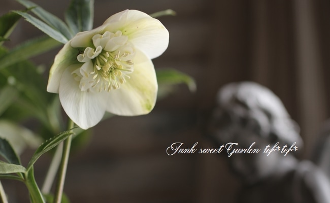 4655 整形オフホワイトセミダブルクリスマスローズ　開花株 園芸ネット本店｜杉光園芸さんのクリスマスローズ：セミダブル24-07