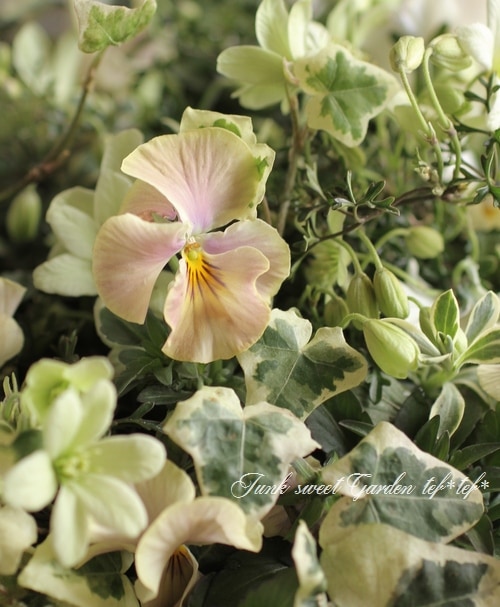 花 4152e219fcf455604c2fd27998f9b4