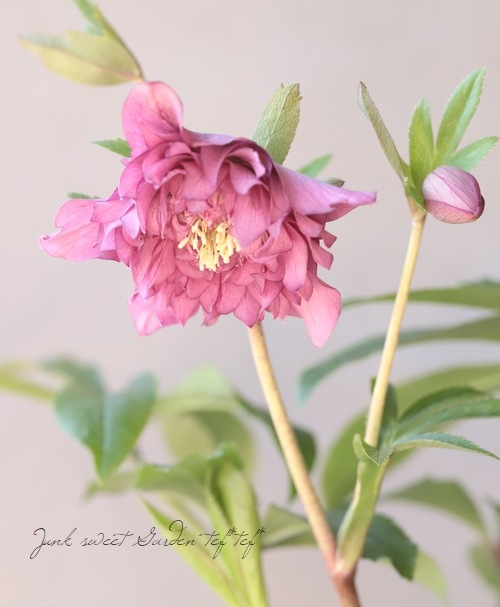 下原園芸・クリスマスローズ 『多弁ダブル』 2026【No.18】 | すべての