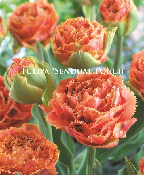 球根】 八重咲きチューリップ 『センジュアルタッチ』 遅咲き | 球根