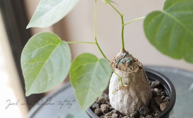 観葉植物】 プセウドボンバックス 『エリプティクム』【B】 | すべて