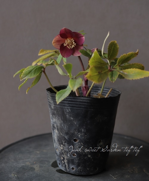 クリスマスローズ 小輪オーレア系 『リバーシブルレッド s』 No.O