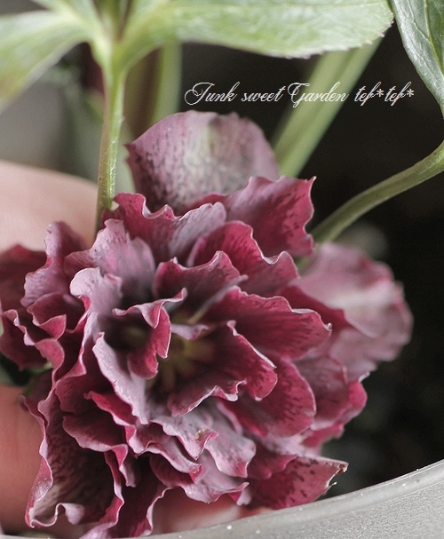 n*a様 クリスマスローズ 開花株☆ 特価品 クリスマスローズ開花株 半八重〜八重咲き フルーツドロップ