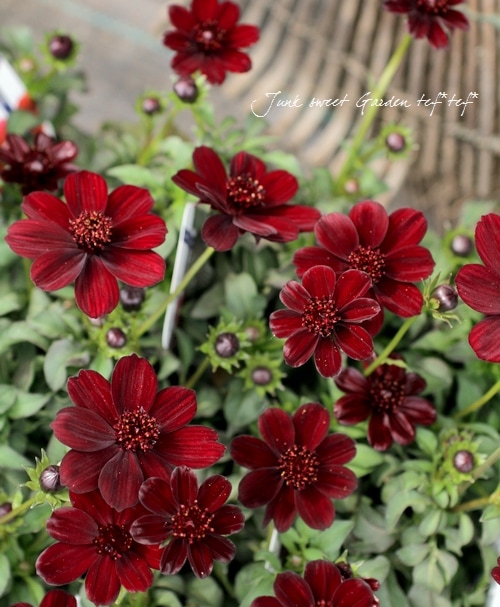チョコレートコスモス チョコレートコスモスの花の種 – Pure Asia Seeds
