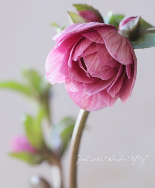 6_000000020525.jpg?1704798053