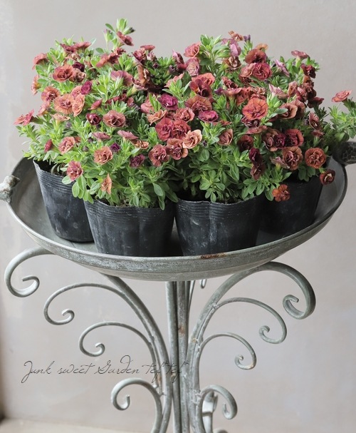 株分け出来る！八重咲きカリブラコア ティフォシーダブル アンティーク