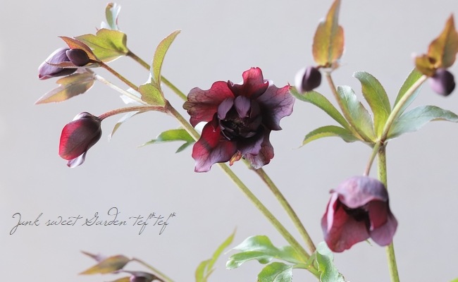 広瀬園芸さん】 クリスマスローズ 『クレオパトラ』 No.13 | すべての