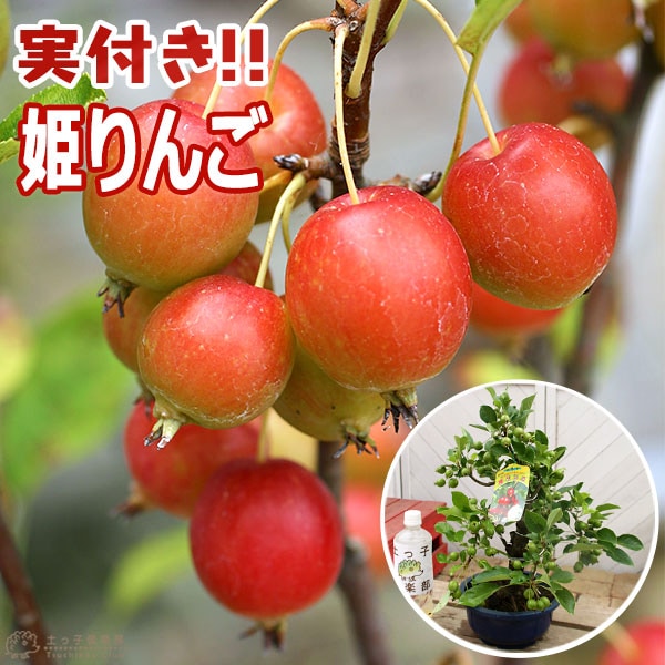 実付き》 姫りんご （ ヒメリンゴ ） 6号鉢植え 【盆栽仕立て】 | 苗の