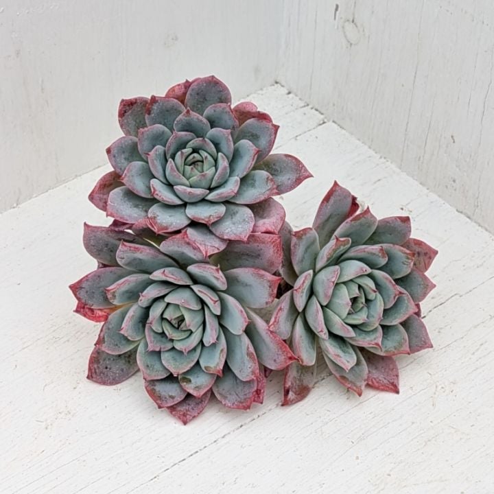 エケベリア | 多肉植物の専門通販サイト｜実のりえん