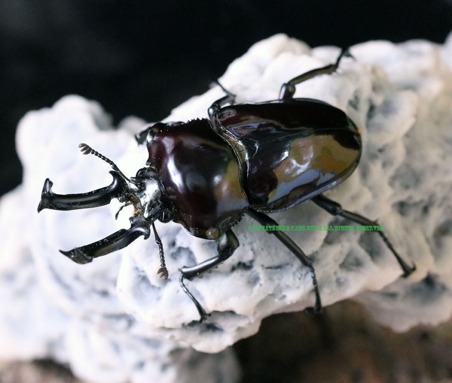 The world No,1の美麗種!! 紫紺メタリックブルー 極美のニジイロ