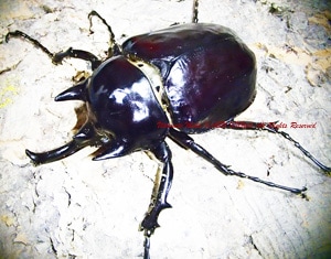 今や入手困難種・エクアドル産 光沢の美しいBIG!! Megasoma ラミレス