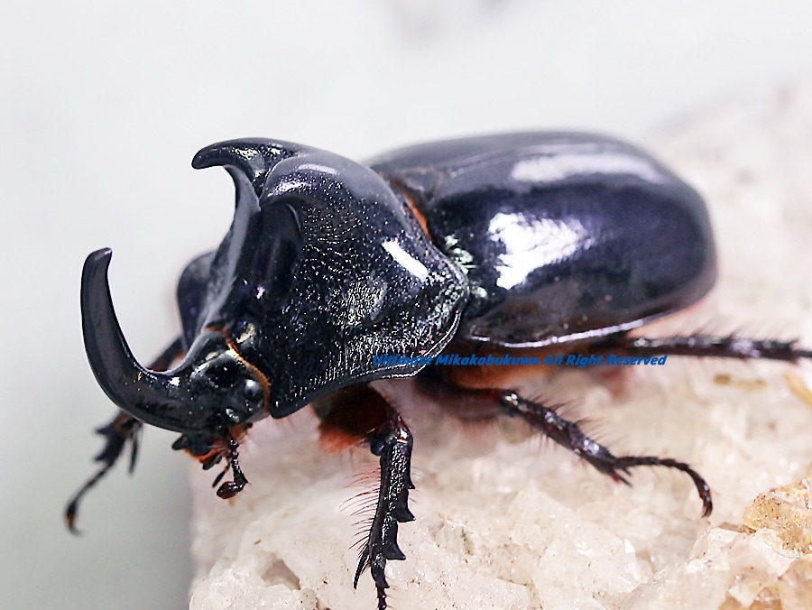 2024,2/4,5 新着WILD 南米ペルー&エクアドル便 ムナビロヘラヅノ? No,1