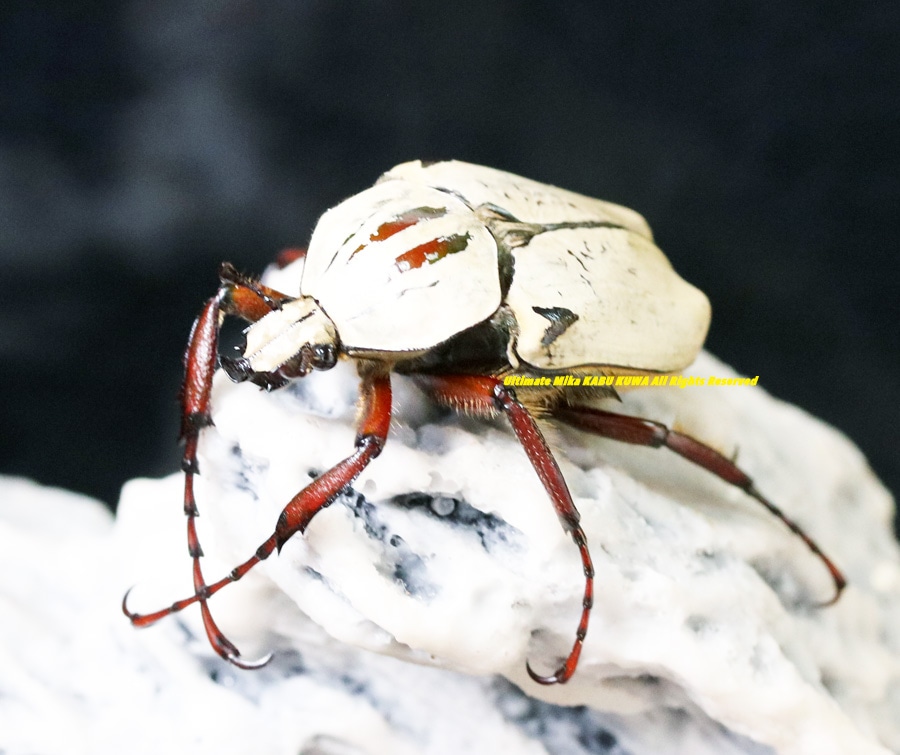 2024,4/18新着WILD 激震・復活サプライズ便 タンザニア便 シンジュ