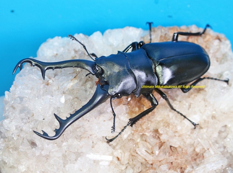 PSA10 ムシキング アダー完結編 マンディブラリスフタマタ