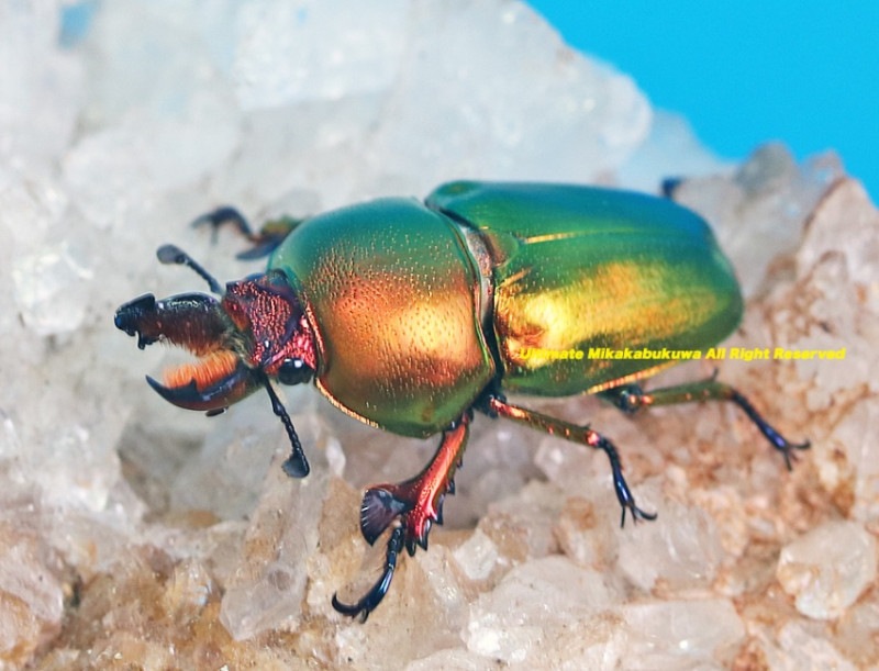 コスタリカ産 アウリガヌスキンイロコガネ 27mm ダイコクコガネの仲間