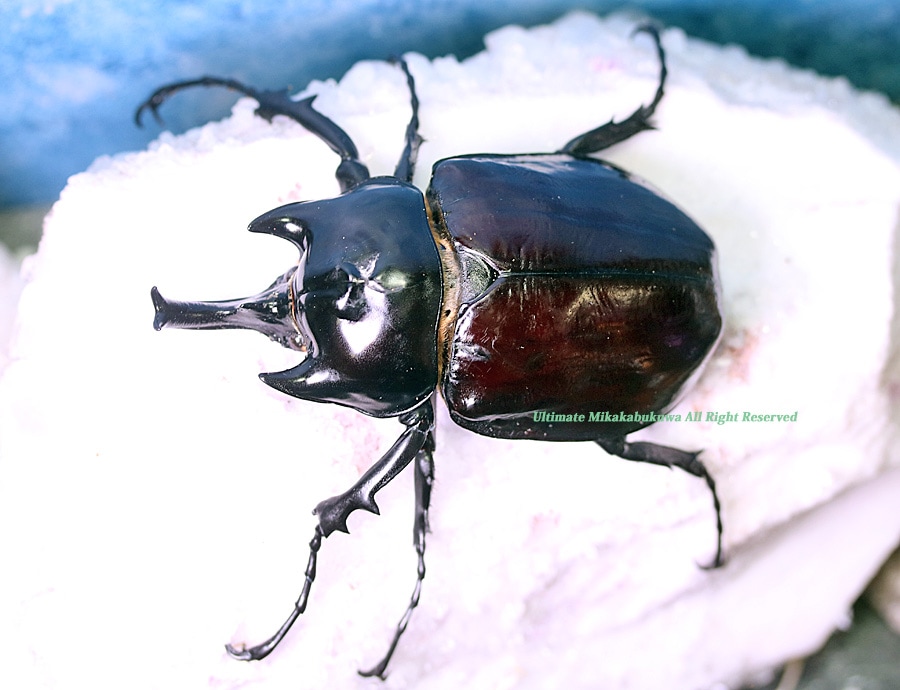 2025,10/8,9 新着WILD 南米エクアドル便 最高峰!!ラミレスゾウカブト