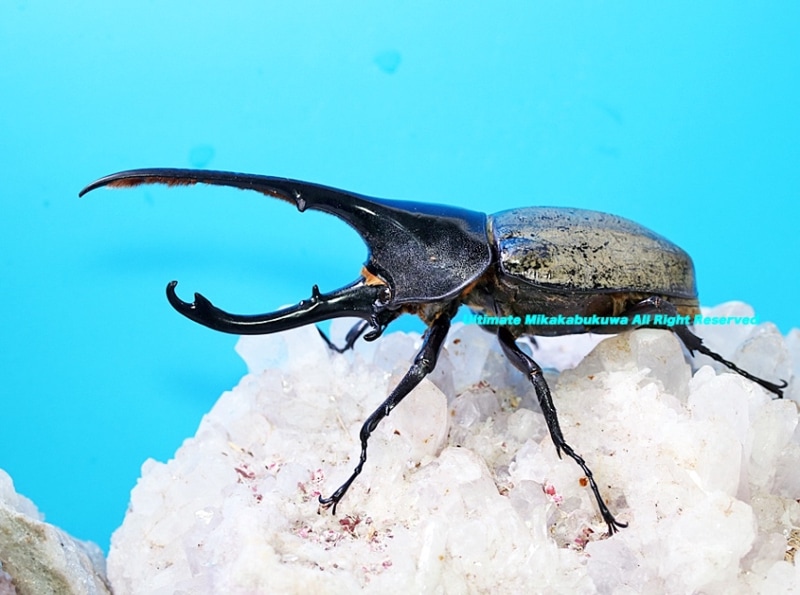 2025,3/11新着WILD 超Ultimate9 南米エクアドル便 Dynastes世界最大