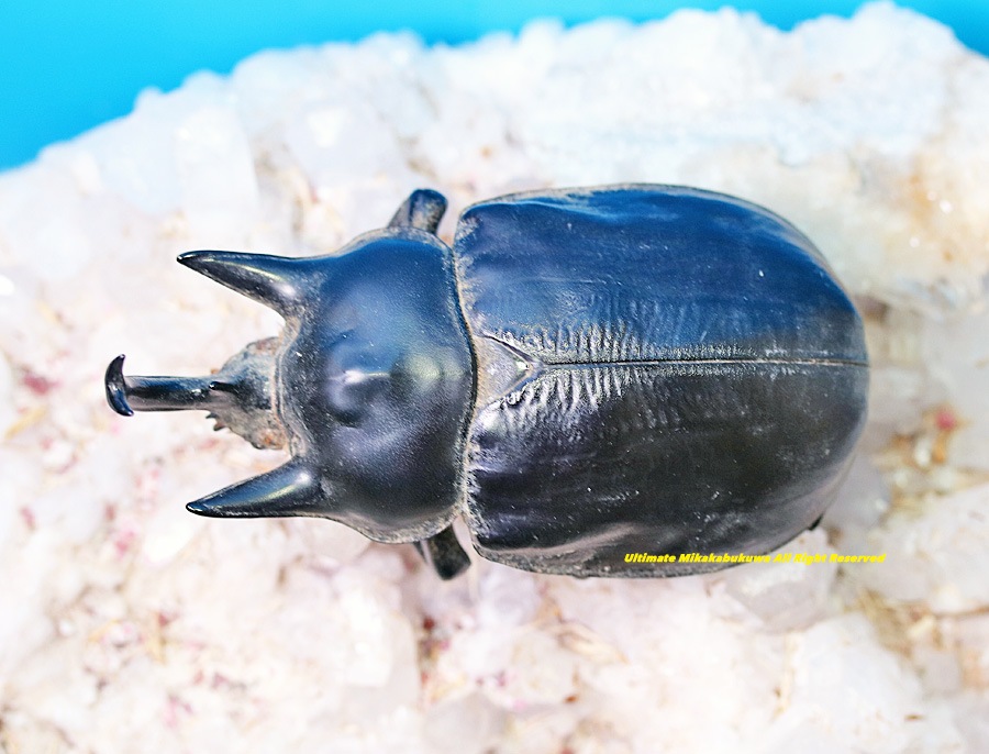 2025,5/3新着WILD 超Ultimate10 南米ペルー便 標本標本 最高峰