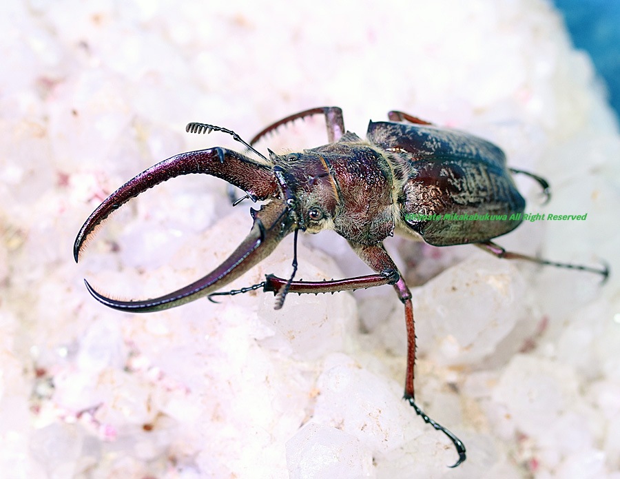 2026,2/2,3新着WILD 超Ultimate14 南米ペルー便 ギガンテウスシワバネ